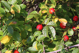 Hundsrose (Rosa canina) mit Hagebutten