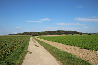 östlich von Degersen, Blick zum Gehrdener Berg