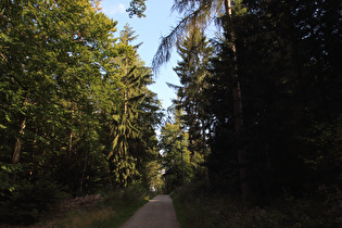 im Deister zwischen Wasserräder und Feldberg, Blick bergauf