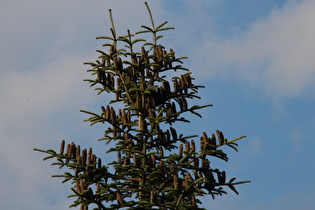 Zoom auf Zapfen an einer Weißtanne (Abies alba)