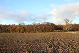 südlich vom Großen Holz, Blick auf das Große Holz, …