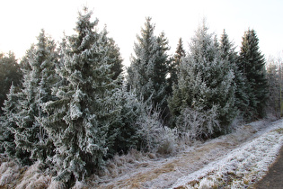 etwas weiter, eine Illusion von Wald