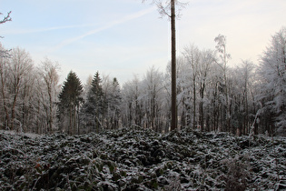 Benther Berg, Kammweg, Blick nach Osten Richtung Benthe …