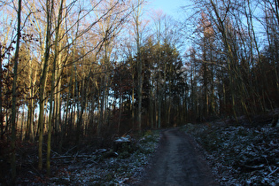 Benther Berg, Westhang, Blick bergauf