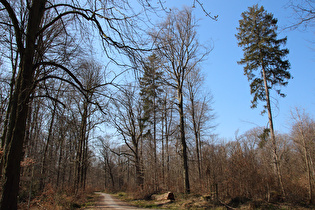zwischen Wennigsen und Wasserrädern, noch weit unten