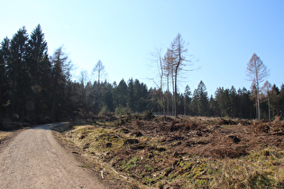 oberhalb Feldberg, Blick bergauf …