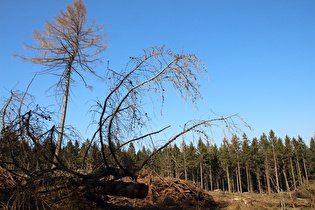 eine gefällte Europäische Lärche (Larix decidua) …