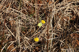 ein Zitronenfalter (Gonepteryx rhamni) auf blühendem Huflattich (Tussilago farfara)