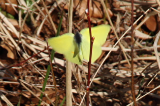 fliegender Zitronenfalter, Oberseite sichtbar