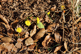 ein Zitronenfalter auf blühendem Huflattich