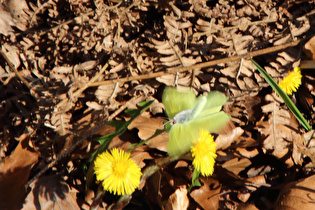 fliegender Zitronenfalter, Unterseite sichtbar