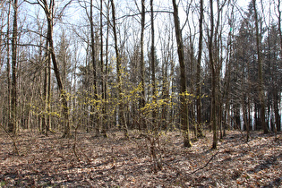 zwischen Bröhn und Höfeler, blühende Kornelkirsche (Cornus mas)