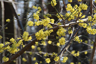 Zoom auf die Blüten