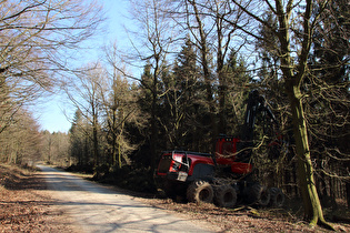 ein „Waldschädling“ zwischen Hohe Warte und Nienstedter Pass