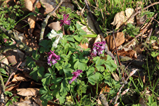 Hohler Lerchensporn (Corydalis cava)