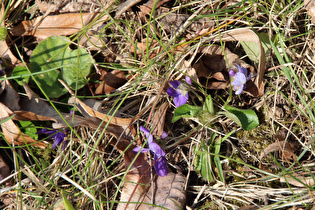 Duftveilchen (Viola odorata)