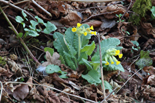 Echte Schlüsselblume (Primula veris)