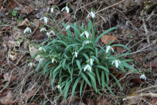 Kleines Schneeglöckchen (Galanthus nivalis)