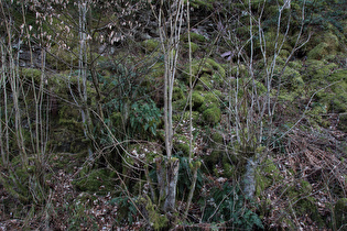 Gewöhnlicher Tüpfelfarn (Polypodium vulgare)