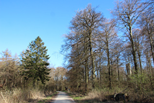 Blick auf den Reineckensiekskopf mit Nordmannsturm