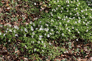 Buschwindröschen (Anemone nemorosa)