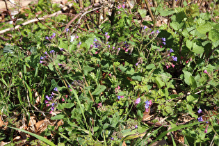 Geflecktes Lungenkraut (Pulmonaria officinalis)