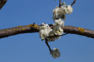 Zoom auf die Blüten