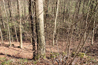 die Holzminde im Rumohrtal weiter unten