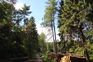 Kammweg, Blick nach Nordwesten zum Fernmeldeturm Barsinghausen