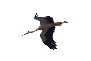 ein Weißstorch (Ciconia ciconia)