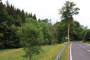 der Finkenstein im Kanzlersgrund