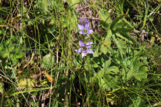 Rauer Kranzenzian (Gentianella aspera)