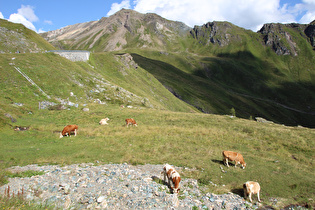 Fleckvieh auf der Sommerweide, dahinter In den Wänden und Schareck …