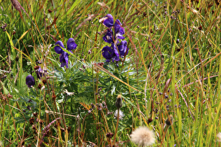 Blauer Eisenhut (Aconitum napellus)