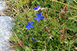 Frühlings-Enzian (Gentiana verna)