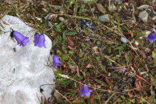 Zwerg-Glockenblume (Campanula cochleariifolia)