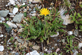 Alpen-Habichtskraut (Hieracium alpinum)