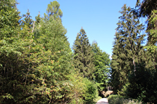 zwischen Feldberg und Müllers Höh, Blick bergab