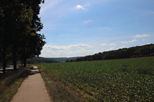 etwas weiter, Blick in den Hildesheimer Wald, …