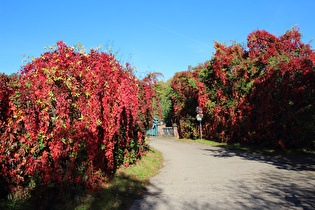 Selbstkletternde Jungfernrebe (Parthenocissus quinquefolia)