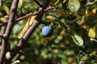 „Blauer Planet“ – eine Schlehe