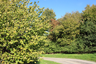 Gemeine Hasel (Corylus avellana)