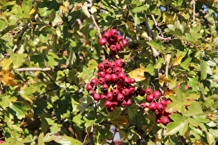 Zoom auf Weißdorn (Crataegus) mit Früchten