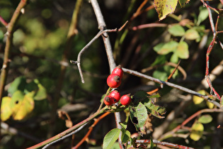 Zoom auf Hundsrose (Rosa canina) mit Früchten