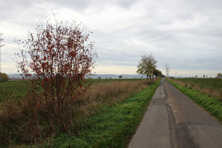 zwischen Salzderhelden und Wellersen, Blick zum Ahlsburg