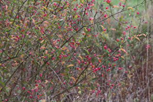 … und Europäisches Pfaffenhütchen (Euonymus europaeus) mit Früchten