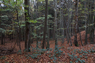 Blick ins Fuchsbachtal talwärts