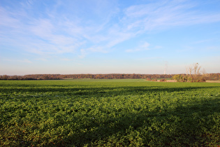 zwischen Lenthe und Velber, Blick auf das Velberholz