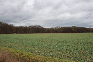 … und Blick zum Großen Holz