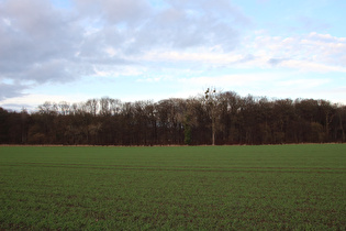 … und Blick zum Großen Holz